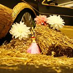 XS CarNight - The Xtreme Show 140